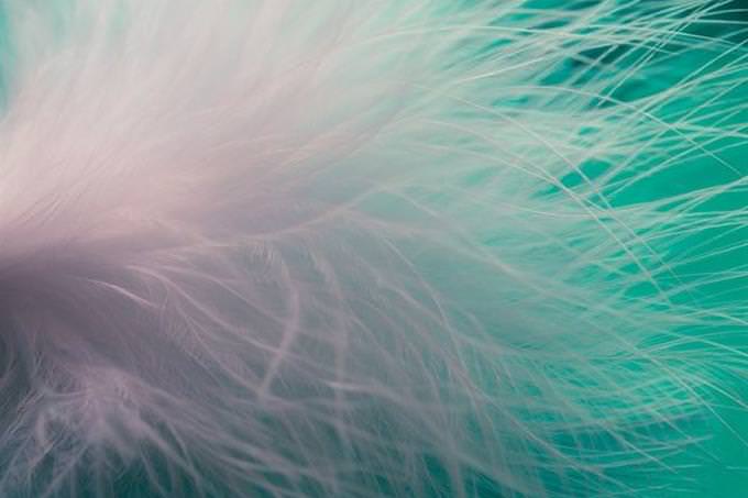 closeup of white feather