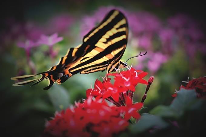 butterfly on flower