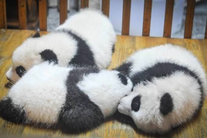 3 panda cubs