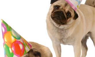 sad party pugs