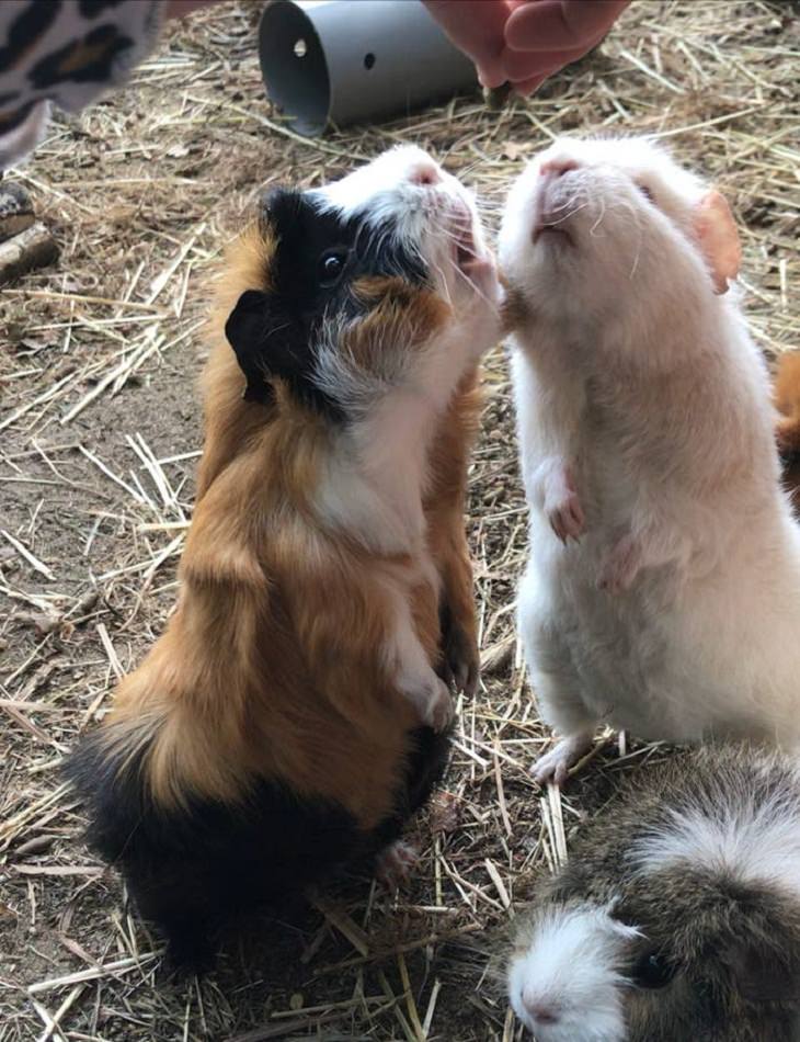 Funny Pets, Guinea pigs