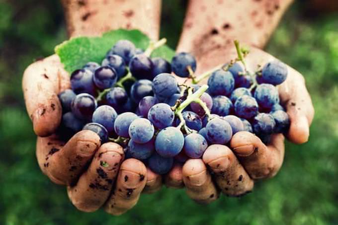 holding a bunch of red grapes