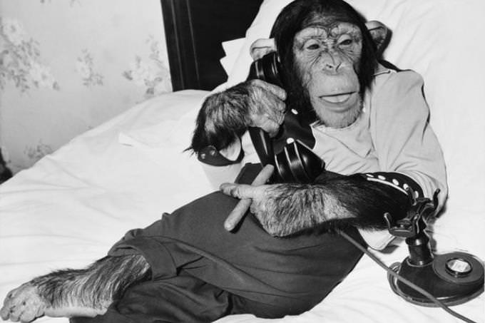 monochrome chimpanzee on phone