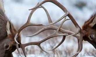 deer locking antlers
