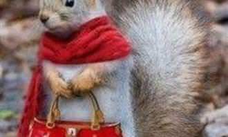 fashionable squirrel