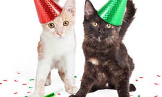 party cats