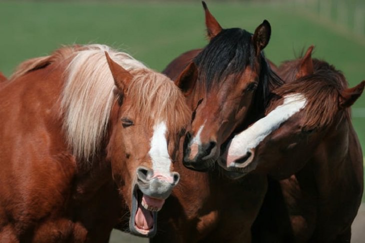 Funny Pets, horse