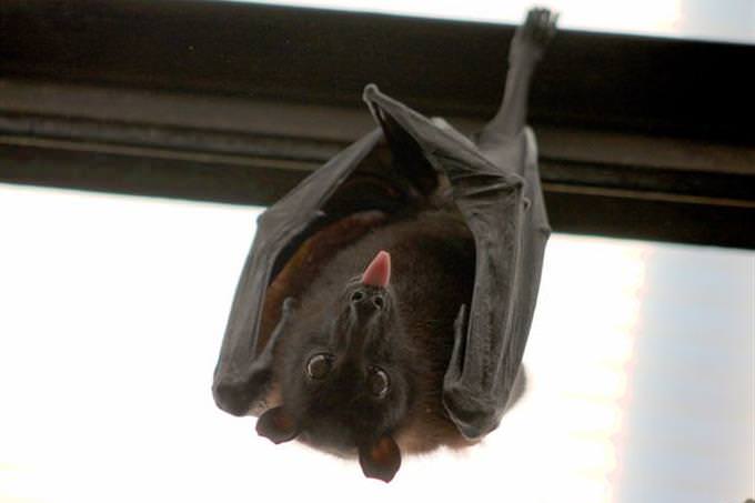 bat hanging upside down