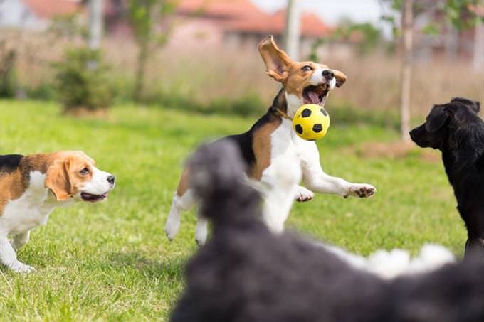 dogs playing with small ball