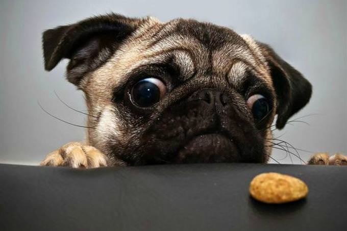 pug and cookie