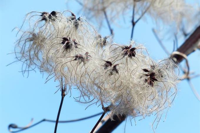 cotton plant