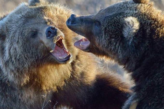 bears fighting