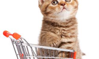 cat in trolley