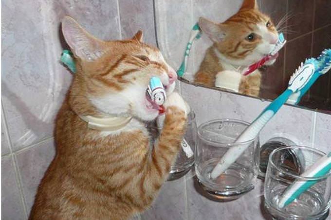 cat brushing teeth