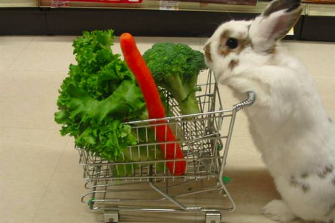 rabbit shopping