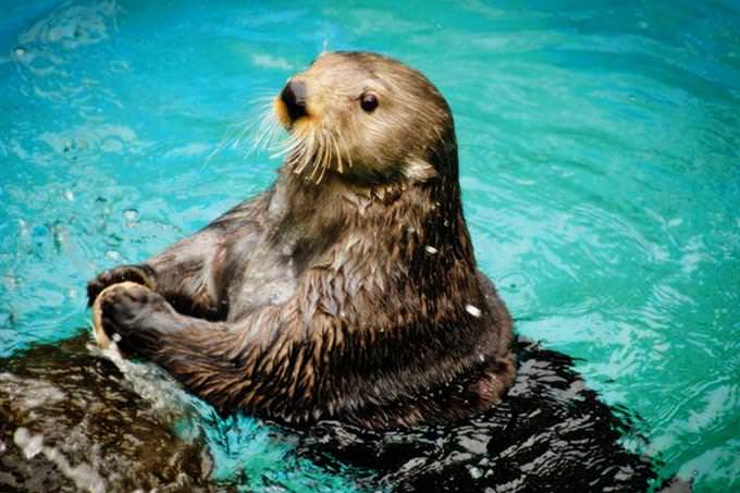 otter in pool