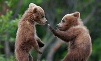 two bear cubs fighting