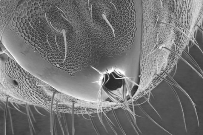 ant under microscope