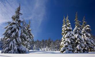 trees in the snow