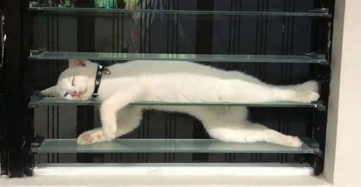 Funny Cats In The Most Unlikely Positions