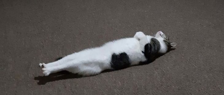 Funny Cats In The Most Unlikely Positions