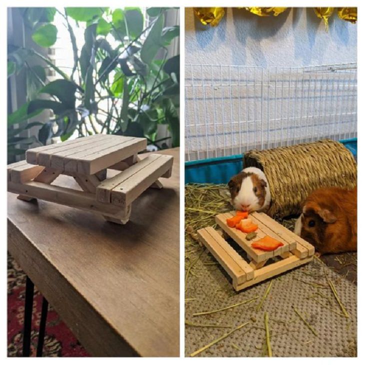 Inventive Upgrades, picnic table for guinea pigs.