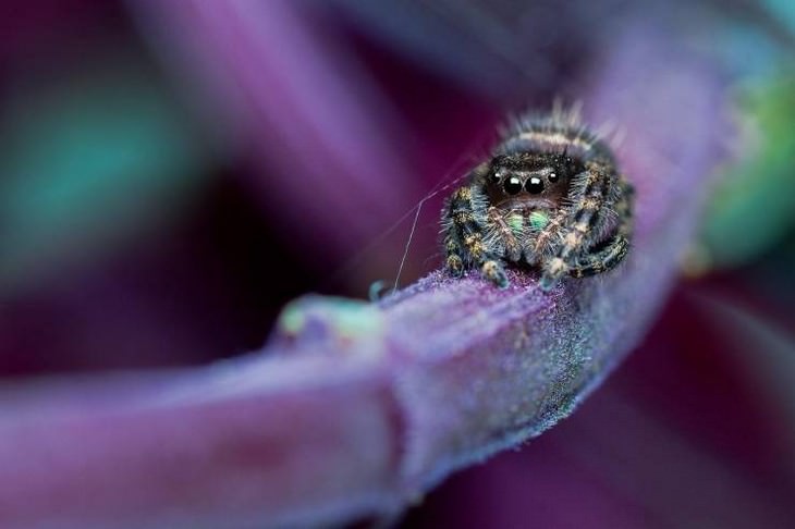 A Fascinating Microscopic Look a Ordinary Objects spider