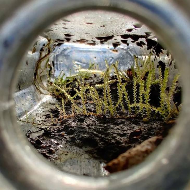 A Fascinating Microscopic Look a Ordinary Objects inside a bottle