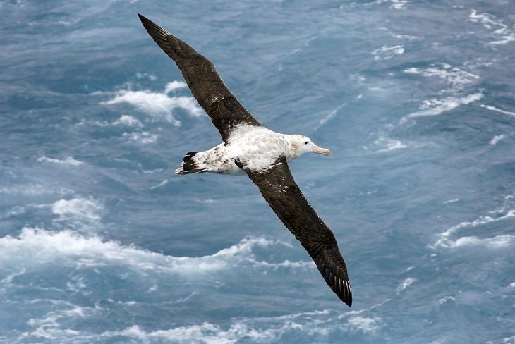 world's biggest birds, Wandering Albatross