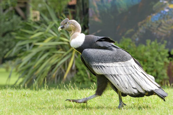 world's biggest birds,Andean Condor