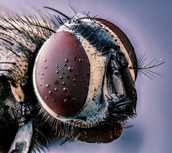 A Fascinating Microscopic Look a Ordinary Objects fly