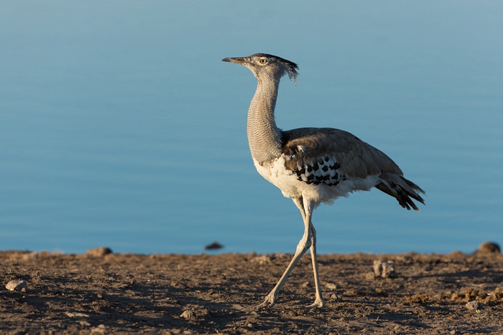 world's biggest birds, Kori bustard