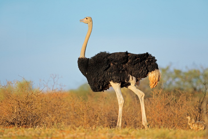 world's biggest birds, Ostrich