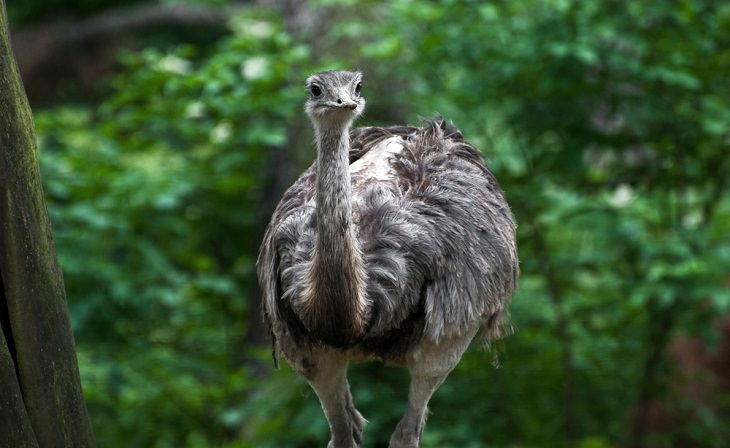 world's biggest birds,  Emu