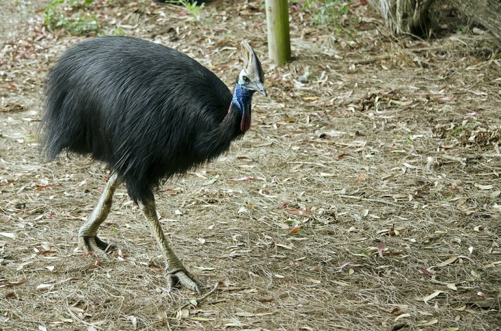 world's biggest birds, Southern cassowary