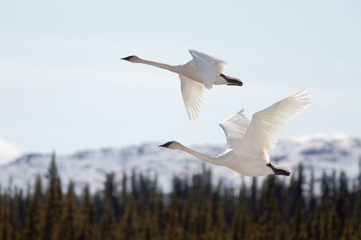 world's biggest birds, Trumpeter swan