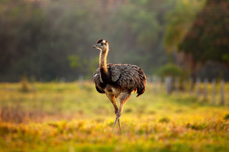 world's biggest birds,Greater Rhea