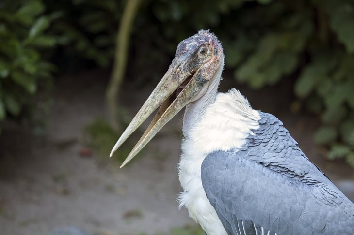 world's biggest birds, Marabou Stork