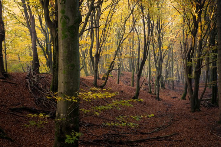 The Beauty of The Forest Through all 4 seasons