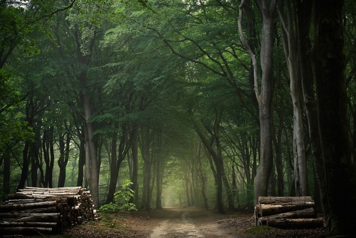 The Beauty of The Forest Through all 4 seasons