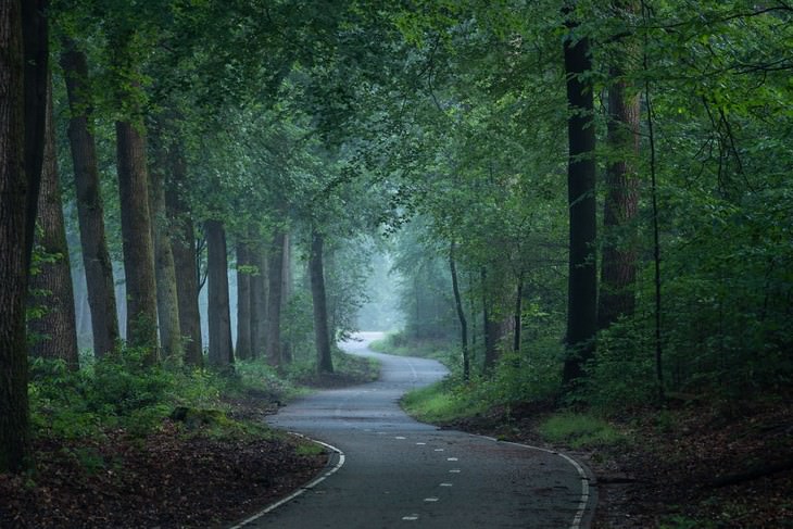 The Beauty of The Forest Through all 4 seasons