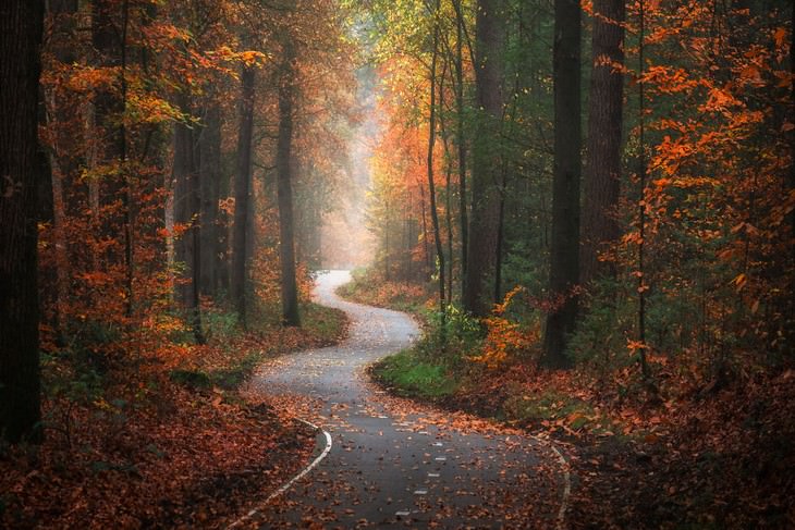 The Beauty of The Forest Through all 4 seasons