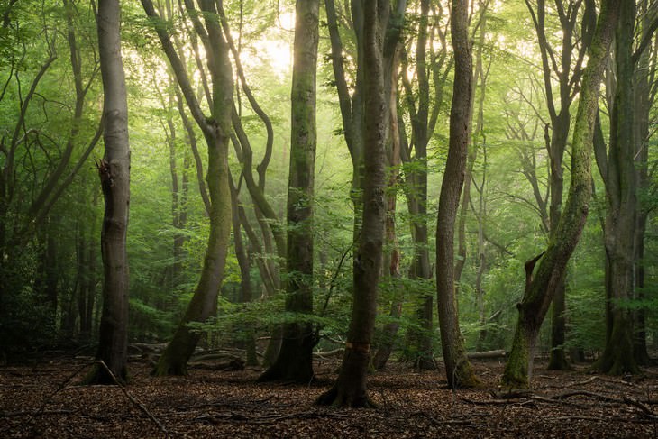 The Beauty of The Forest Through all 4 seasons