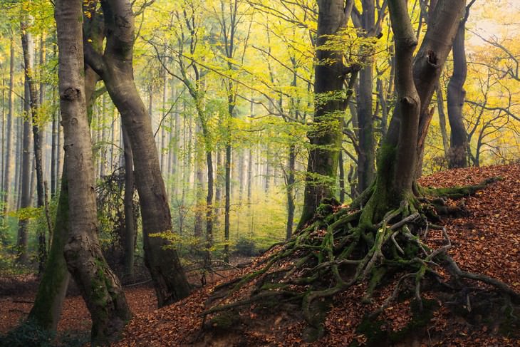 The Beauty of The Forest Through all 4 seasons