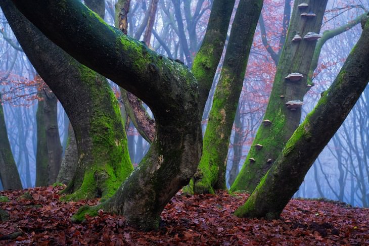 The Beauty of The Forest Through all 4 seasons