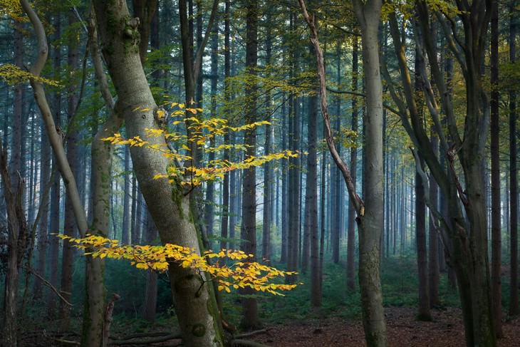 The Beauty of The Forest Through all 4 seasons