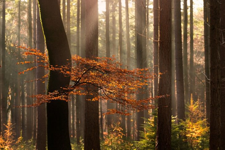 The Beauty of The Forest Through all 4 seasons