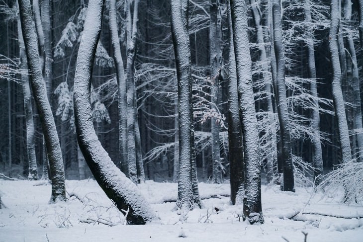 The Beauty of The Forest Through all 4 seasons