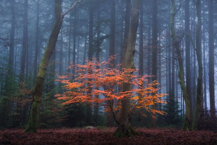 The Beauty of The Forest Through all 4 seasons