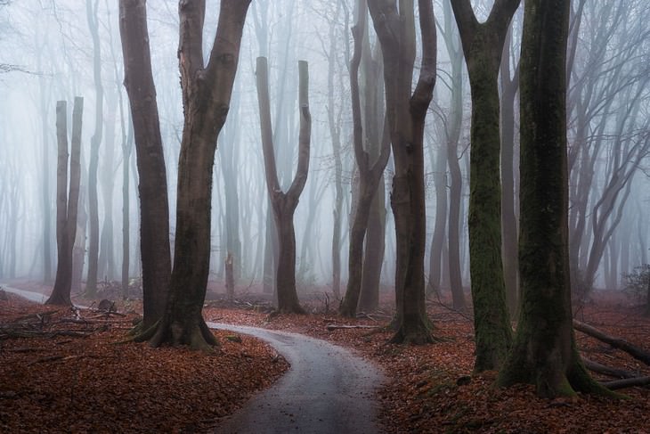 The Beauty of The Forest Through all 4 seasons